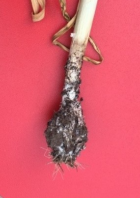 White rot on garlic